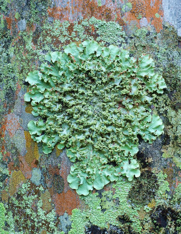 Click to See Next Image